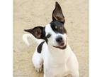 Adopt TIGGER a Parson Russell Terrier, Mixed Breed