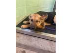 Adopt SUB-ZERO a German Shepherd Dog