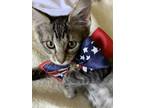 Adopt Dizzy a Tabby, Maine Coon