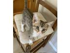 Adopt Dooley a Tabby