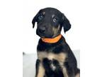 Adopt SCOTTY a Doberman Pinscher, Mixed Breed