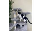 Adopt Lucky a Domestic Short Hair