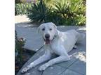 Adopt MARLEY a Akbash