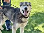 Adopt MOJO a Siberian Husky