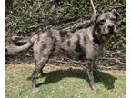 Adopt CALVIN a Catahoula Leopard Dog, Pit Bull Terrier