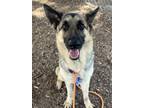 Adopt BABY a German Shepherd Dog