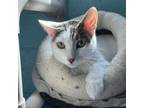 Adopt Cali a Domestic Short Hair