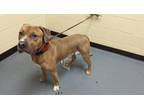 Adopt RAMBO a Mastiff, Mixed Breed