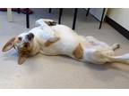 Adopt MELO a Anatolian Shepherd