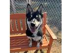Adopt FOLKLORE a Siberian Husky