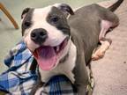 Adopt ICE a American Staffordshire Terrier, Mixed Breed