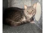 Adopt ARTHUR a Domestic Short Hair