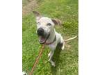 Adopt ROCKY a Catahoula Leopard Dog