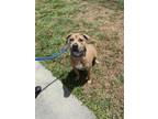 Adopt BILLY a Mixed Breed