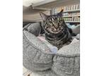 Adopt CLINT a Domestic Short Hair