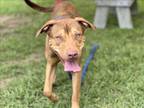 Adopt SIMBA a Catahoula Leopard Dog