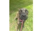 Adopt KANE a Mastiff