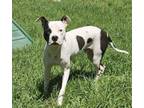 Adopt TOBY a Pit Bull Terrier