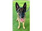 Adopt KING a German Shepherd Dog