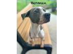 Adopt HERMAN a Pit Bull Terrier, Mixed Breed