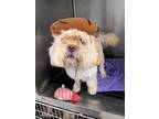 Adopt Meiko a Shih Tzu, Pekingese