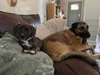 Adopt Lobby Jr. a Pit Bull Terrier, Mixed Breed
