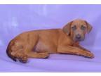 Adopt Dean a Doberman Pinscher, Mixed Breed
