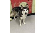 Adopt NATE a Siberian Husky, Mixed Breed