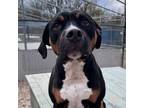 Adopt RUSSEL a American Staffordshire Terrier