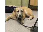 Adopt STANLEY a Siberian Husky, Labrador Retriever
