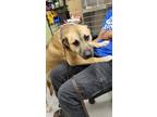 Adopt KRAMER a Black Mouth Cur, Mixed Breed