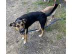 Adopt BANDIT a German Shepherd Dog, Mixed Breed