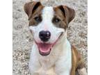 Adopt JOSEPH a Plott Hound, Mixed Breed