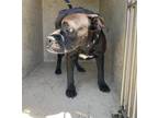 Adopt KARMA JR (KJ) a Pit Bull Terrier, Mixed Breed