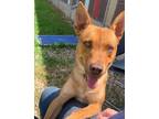Adopt Ringo a Mixed Breed