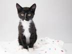 Adopt Figaro a Domestic Short Hair