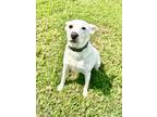 Adopt Chip a Cattle Dog, Mixed Breed