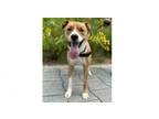 Adopt Joel a Mixed Breed, Husky