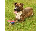 Adopt 24-13189/Steve a Boxer, Pit Bull Terrier