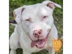 Adopt Cloud a Pit Bull Terrier, Mixed Breed