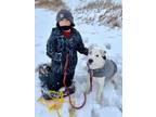 Adopt Moo a Labrador Retriever, Mixed Breed