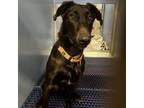 Adopt JJ Bean a Black Labrador Retriever