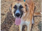 Adopt COOKIE MONSTER a Labrador Retriever, Mixed Breed