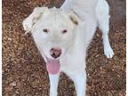 Adopt KIKO a Australian Shepherd, Mixed Breed