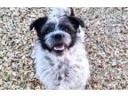 Adopt RICKY a Border Terrier, Mixed Breed