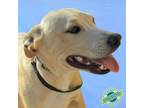 Adopt Bug a Mixed Breed