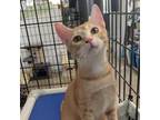 Adopt Paprika a Domestic Short Hair