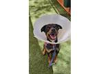 Adopt SHASTA a Rottweiler