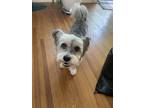 Adopt Dodger a Miniature Schnauzer