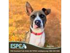 Adopt Haichi a Boxer, Mixed Breed